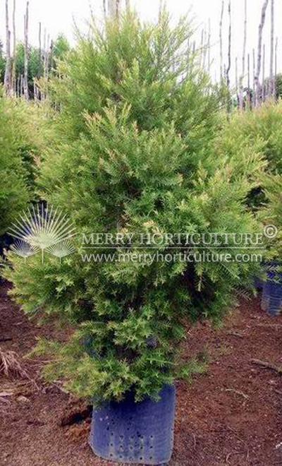 Callistemon dealbata